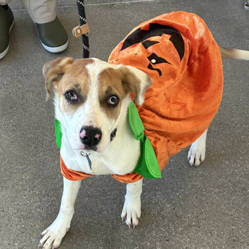 Pet Image