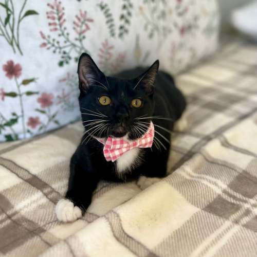 Pet Image
