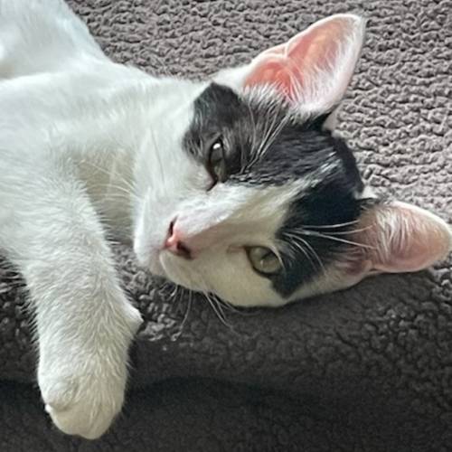 Pet Image