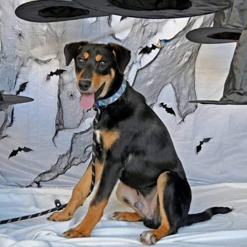Pet Image