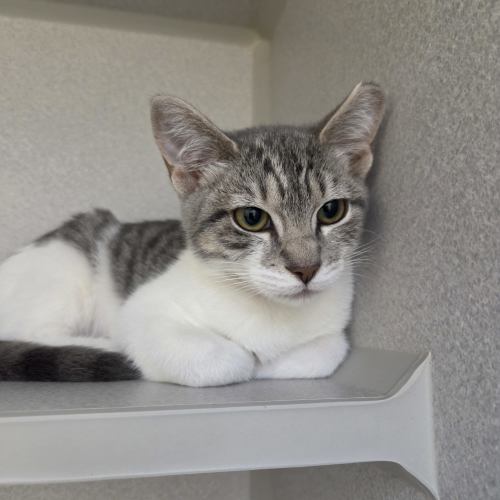 Pet Image