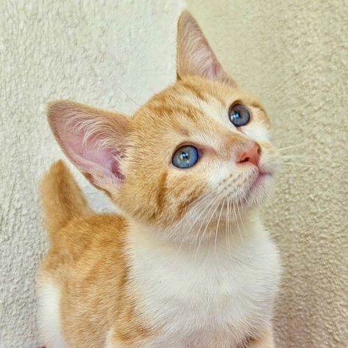 Pet Image