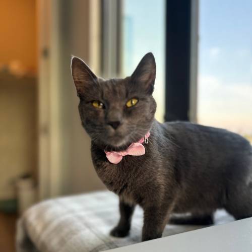 Pet Image