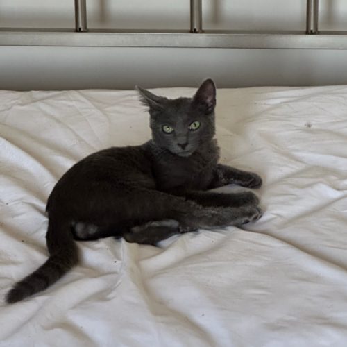 Pet Image