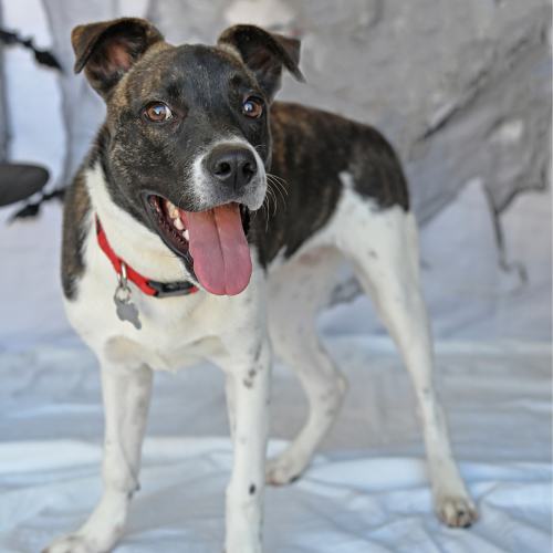 Pet Image