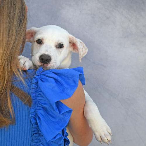 Pet Image
