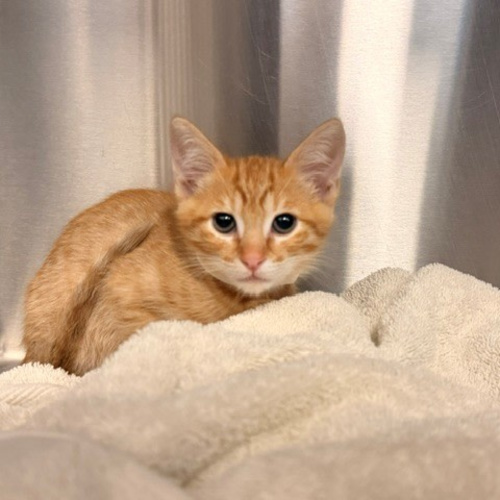 Pet Image