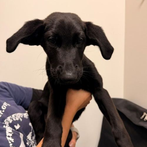 Pet Image