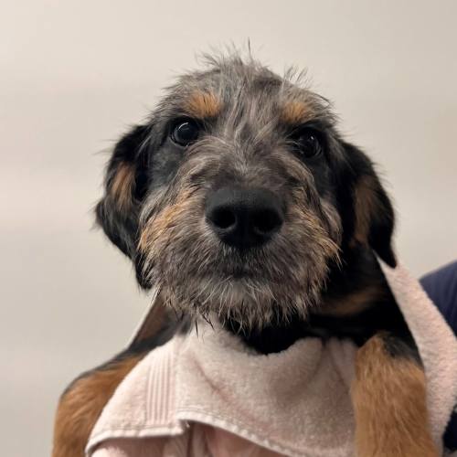 Pet Image