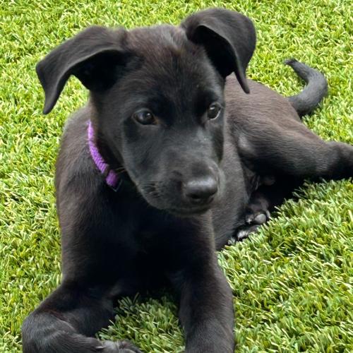 Pet Image