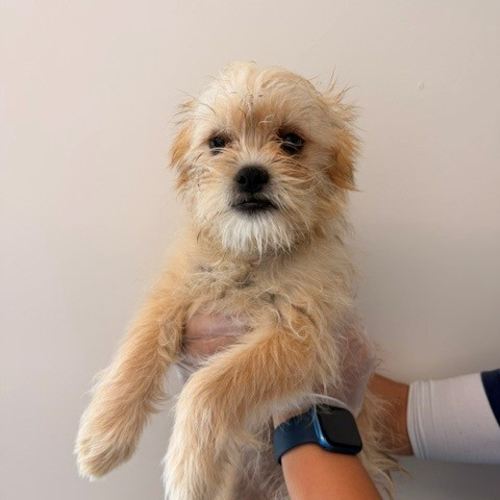 Pet Image