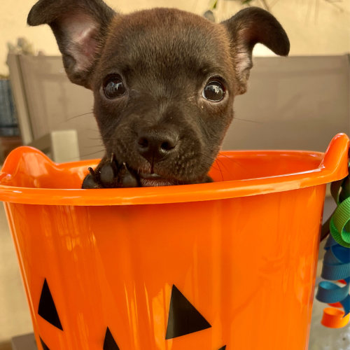 Pet Image