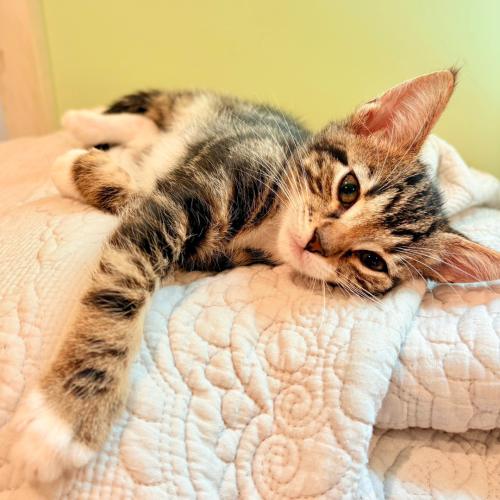 Pet Image