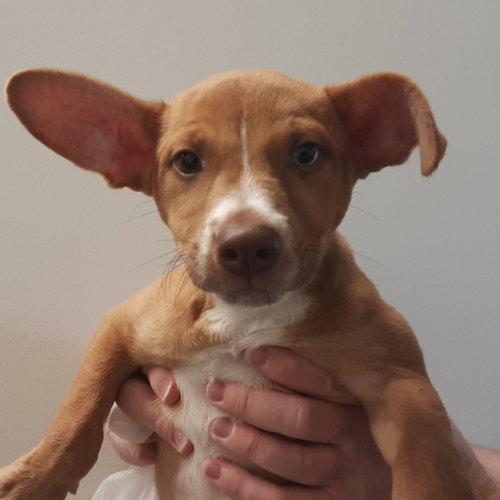 Pet Image