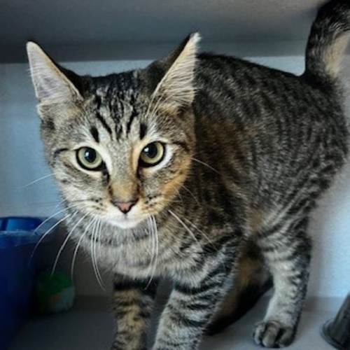 Pet Image