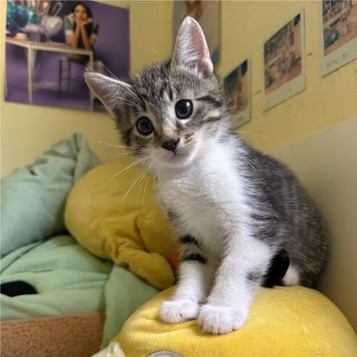 Pet Image