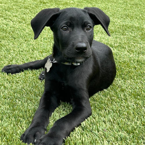 Pet Image