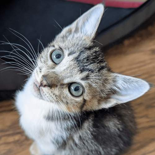 Pet Image