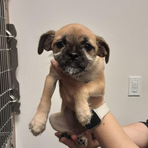 Pet Image