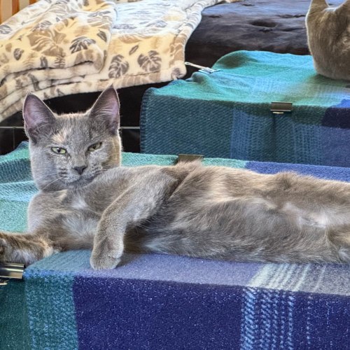 Pet Image