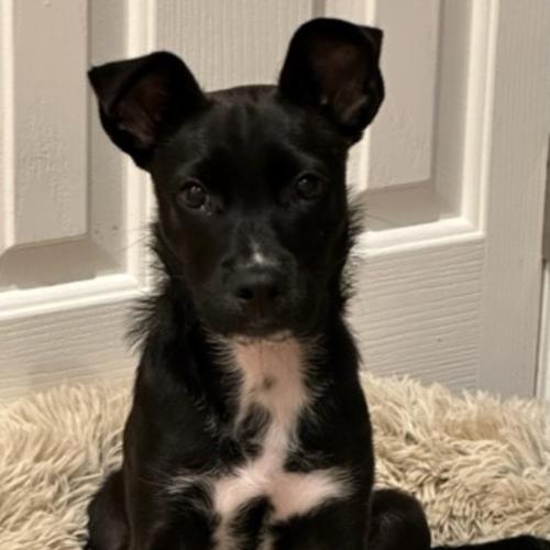 Pet Image
