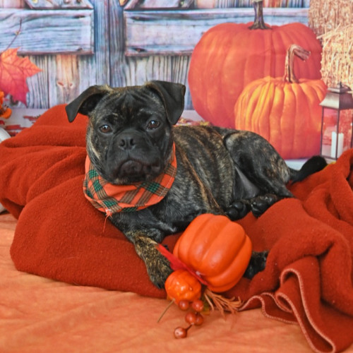 Pet Image