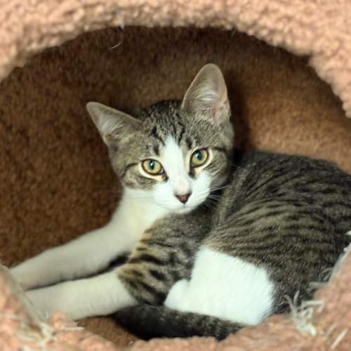 Pet Image