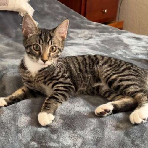 Pet Image