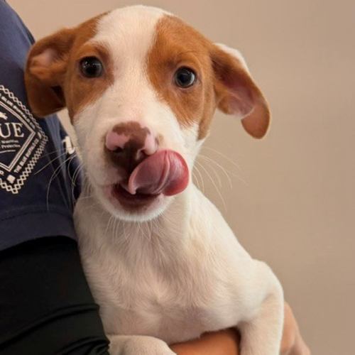 Pet Image