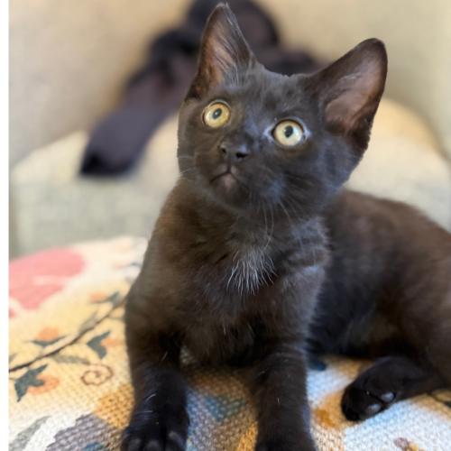 Pet Image