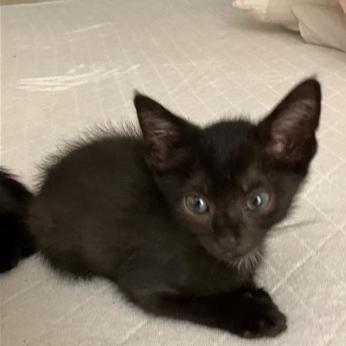 Pet Image