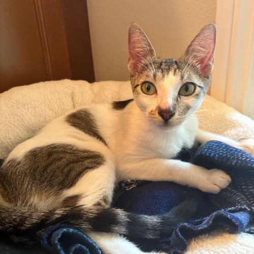 Pet Image