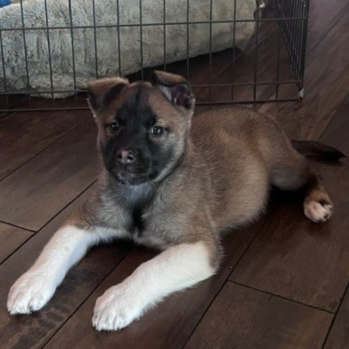 Pet Image