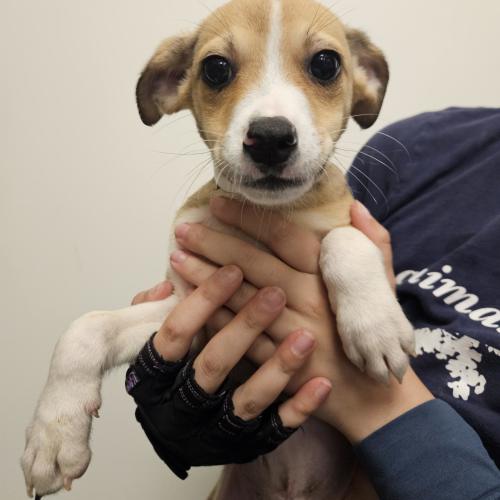 Pet Image