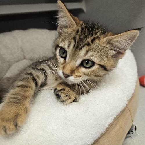 Pet Image