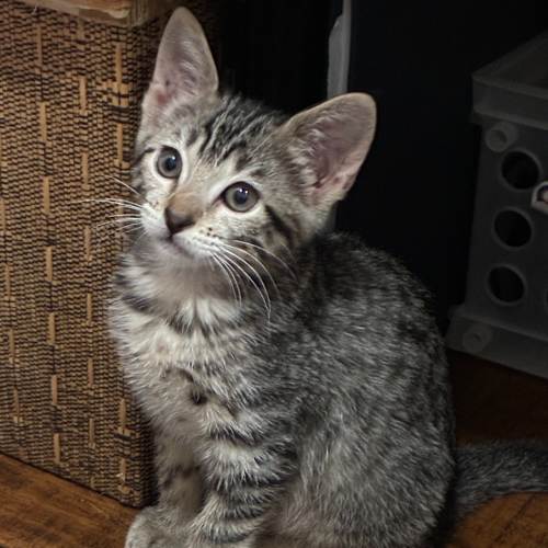 Pet Image