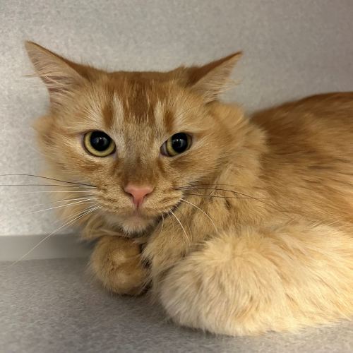 Pet Image