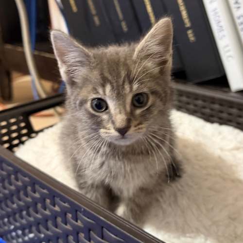 Pet Image