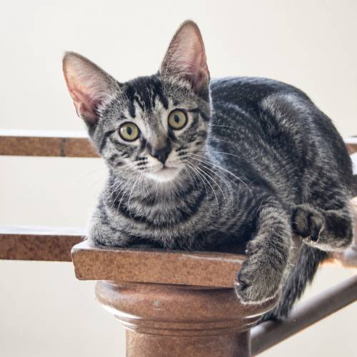 Pet Image