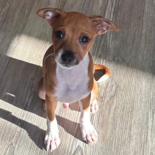 Pet Image