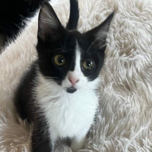 Pet Image
