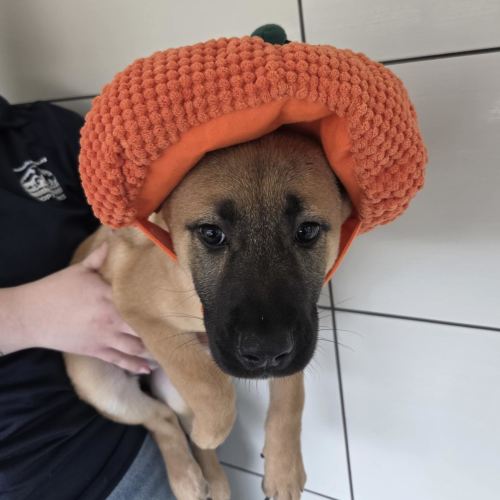 Pet Image