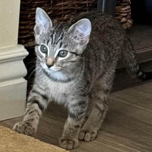 Pet Image