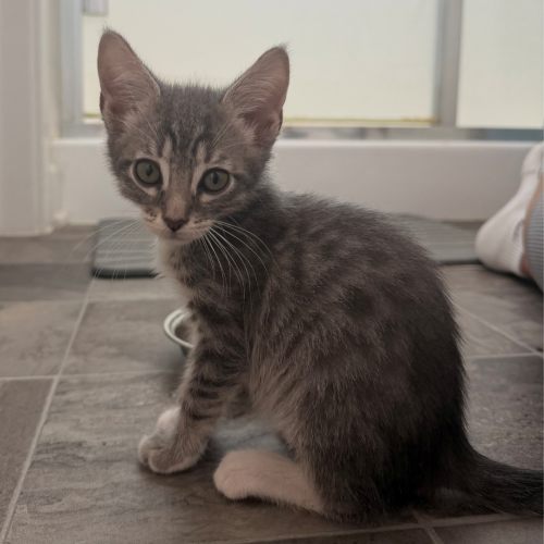 Pet Image
