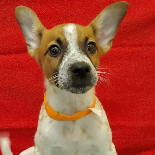 Dogs and Puppies for Adoption in San Diego Helen Woodward Animal Center