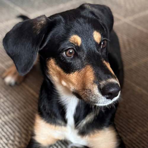 Pet Image