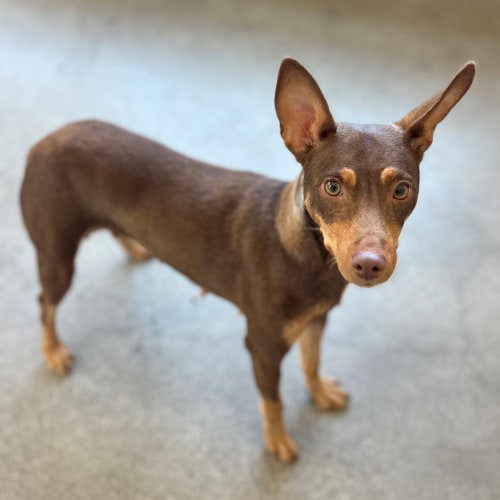 Pet Image