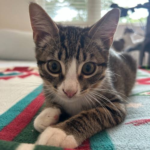 Pet Image