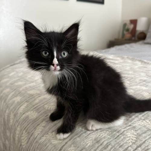 Pet Image