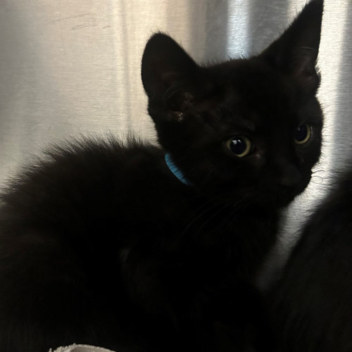 Pet Image